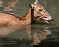 Endangered Pere Davids Deer with his Mouth Open Royalty Free Stock Photo