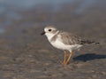 Endangered Piping Plover Royalty Free Stock Photo