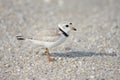 Endangered Piping Plover (Charadrius melodus)