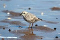 Endangered Piping Plover (Charadrius melodus)