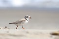 Endangered Piping Plover (Charadrius melodus)