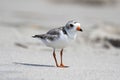 Endangered Piping Plover (Charadrius melodus)