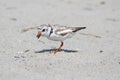 Endangered Piping Plover Charadrius melodus