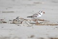 Endangered Piping Plover (Charadrius melodus)