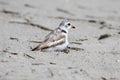 Endangered Piping Plover Charadrius melodus