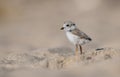 Piping Plover in New Jersey Royalty Free Stock Photo