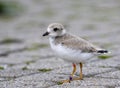 An endangered Piping Plover chick on the shores of lake Huron