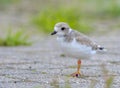 An endangered Piping Plover chick on the shores of lake Huron