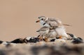 A Piping Plover in New Jersey Royalty Free Stock Photo