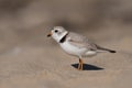 A Piping Plover in New Jersey Royalty Free Stock Photo