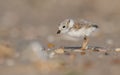 A Piping Plover in New Jersey Royalty Free Stock Photo