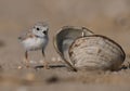 A Piping Plover in New Jersey Royalty Free Stock Photo