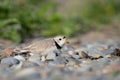 Endangered Piping Plover in Oshawa, Ontario