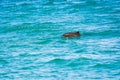 Endangered Porpoise near Coast of Black Sea in Tirebolu, Turkey