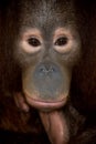 Endangered primate orangutan Royalty Free Stock Photo