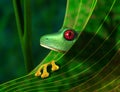 Endangered Rainforest Tree Frog