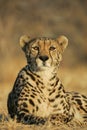 Endangered rare female King Cheetah South Africa Royalty Free Stock Photo