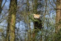 Endangered Red or lesser panda ailurus fulgens climbing a tree in captivity Royalty Free Stock Photo