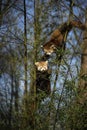 Endangered Red or lesser panda ailurus fulgens climbing a tree in captivity Royalty Free Stock Photo