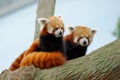 Endangered red pandas in their habitat Royalty Free Stock Photo