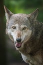 Endangered Red Wolf Royalty Free Stock Photo