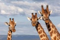 Endangered Rothchild`s Giraffe, Kenya, Africa. Royalty Free Stock Photo