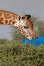 Endangered Rothchild`s Giraffe, Kenya, Africa Giraffa camelopardalis Royalty Free Stock Photo