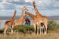 Endangered Rothchild`s Giraffe, Kenya, Africa. Giraffa camelopardalis Royalty Free Stock Photo