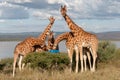 Endangered Rothchild`s Giraffe, Kenya, Africa. Giraffa camelopardalis Royalty Free Stock Photo