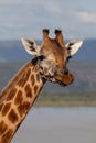 Endangered Rothchild`s Giraffe, Kenya, Africa. Giraffa camelopardalis Royalty Free Stock Photo