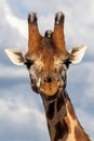 Endangered Rothchild`s Giraffe, Kenya, Africa. Royalty Free Stock Photo