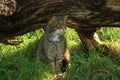 Endangered Scottish Wildcat