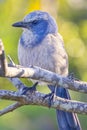 Endangered Scrub Jay Profile Royalty Free Stock Photo