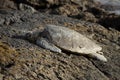 An endangered sea turtle in profile sunning on a rocky shoreline