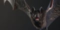 Endangered Seychelles Sheath-Tailed Bat in Flight: A Rare Glimpse of a Critically Endangered Species Royalty Free Stock Photo