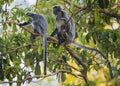 Kinabatangan river, Sabah, Borneo- JANUAR 2019: Endangered Silver Leaf Monkey or Silvery Lutung, Trachypithecus cristatus eating Royalty Free Stock Photo