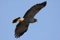 Endangered Snail Kite