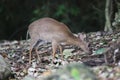 Endangered species antelope Aders`s duiker, Cephalophus adersi