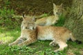 Portrait of two European Lynx lying under a tree Royalty Free Stock Photo