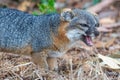 Endangered species: island fox on the prowl in Channel Islands National Park Royalty Free Stock Photo