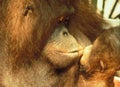 Endangered species Orang Utan Mother kissing her baby Royalty Free Stock Photo