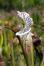 Endangered Species Plant Royalty Free Stock Photo