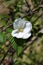 Jet bead / Endangered species plant Royalty Free Stock Photo