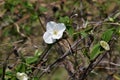 Jet bead / Endangered species plant Royalty Free Stock Photo