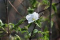 Jet bead / Endangered species plant Royalty Free Stock Photo