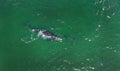Right Whale with Calf Aerial in New England