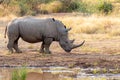 White rhinoceros Pilanesberg, South Africa safari wildlife Royalty Free Stock Photo