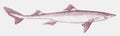 Endangered spiny dogfish, a shark found in shallow waters in side view