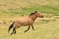 An endangered stallion wild horse in Mongolia