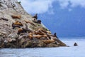 Endangered Stellar Sea Lions Royalty Free Stock Photo